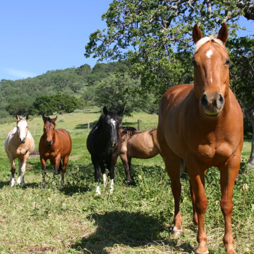 Horses